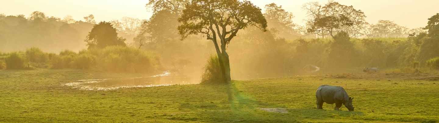 Kaziranga National Park Jeep Safari Landscape