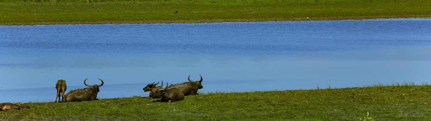 Kaziranga Water Buffalo Safari Landscape