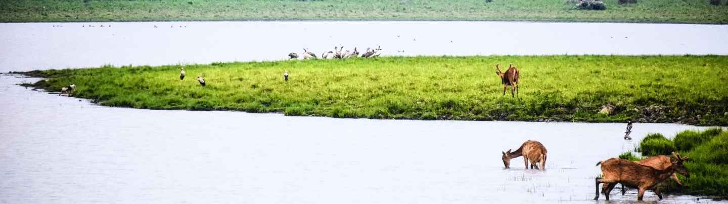 Kaziranga Wetland and Wildlife Safari