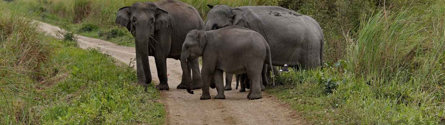Kaziranga Elephant Grassland Safari